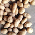 2021 New Crop Export Natural Chinese Fresh Potato Sweet Potato For Wholesale